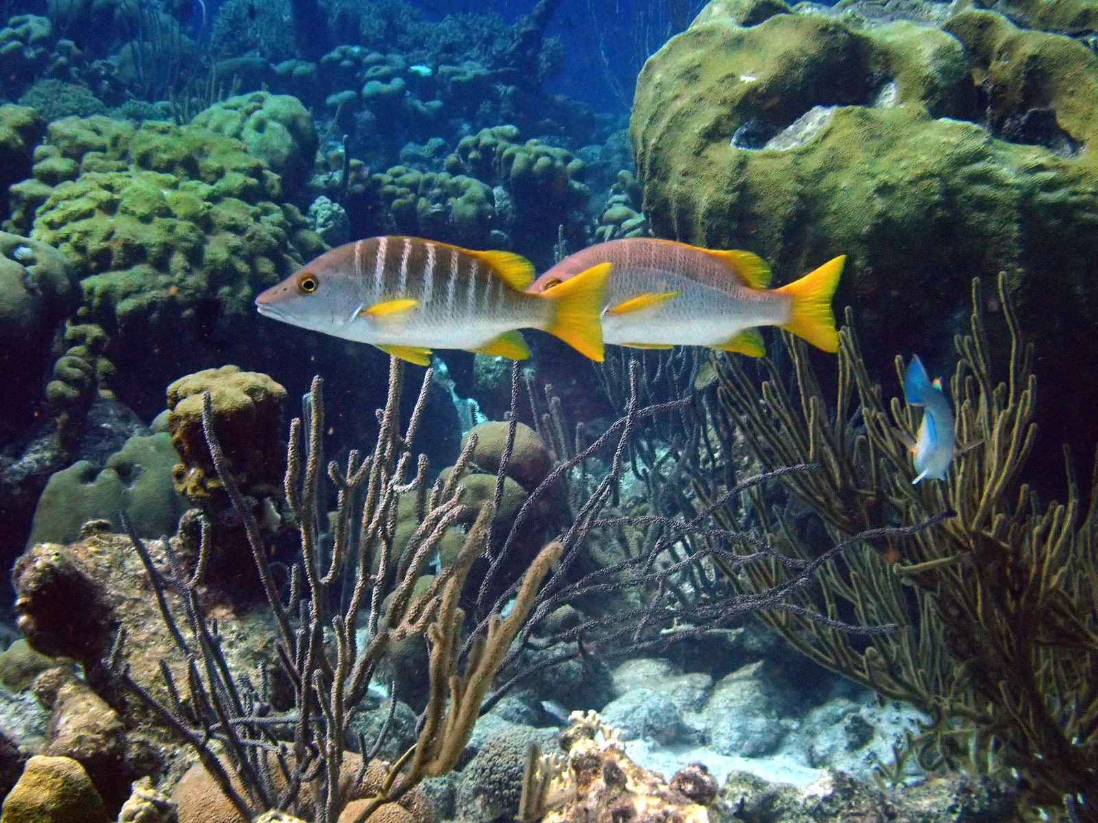 Two yellowtail fish swimming over a coral reef after Sea True enhancement